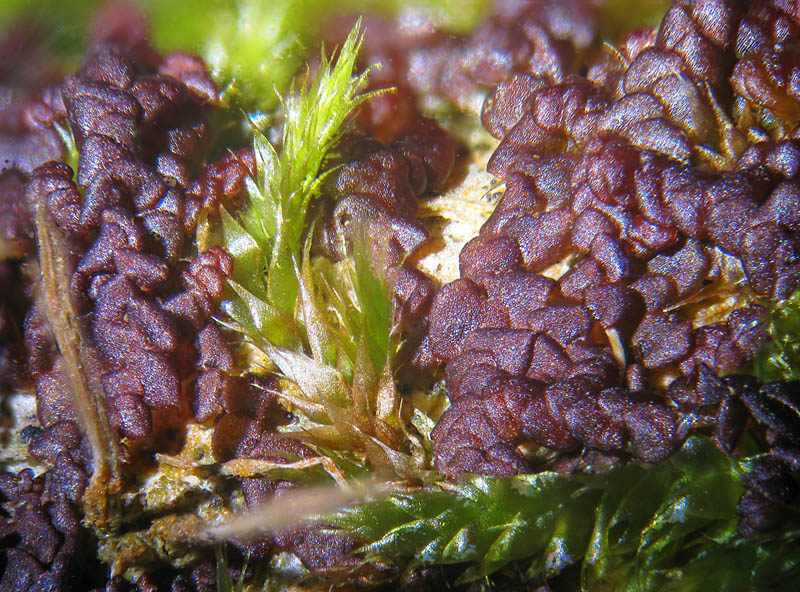 Scapania sp. ?